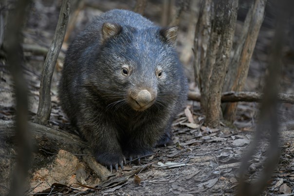 A wombat standing on the forest floor among dry leaves and branches, looking toward the camera, with tree trunks and bushland vegetation in the background